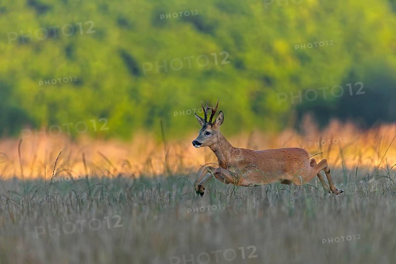 A roebuck (Capreolus capreolus) pursues a doe in a barley field with long leaps during the mating season, pursue, chase, leaf season, mating season, August, Germany