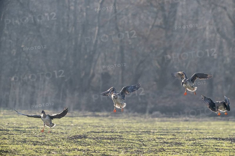Bean geese (Anser fabalis), Emsland, Lower Saxony, Germany