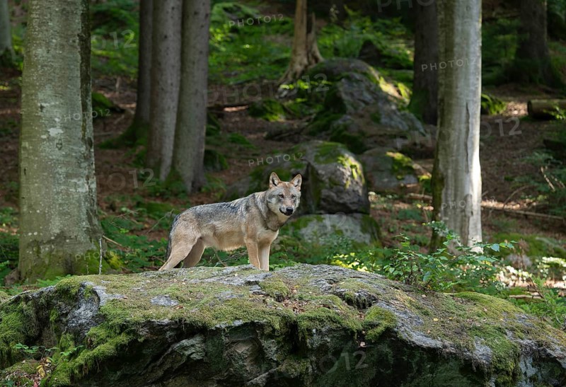 Wolf (Canis lupus) standing on a moss-covered rock and looking attentively, captive, Bavarian Forest National Park, Bavaria, Germany