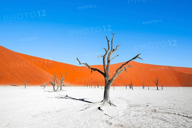 Dead camel thorn trees (Vachellia erioloba), red sand dunes, white salt pan, Dead Vlei, Sossusvlei, Namib Desert, Namib-Naukluft Park, Namibia