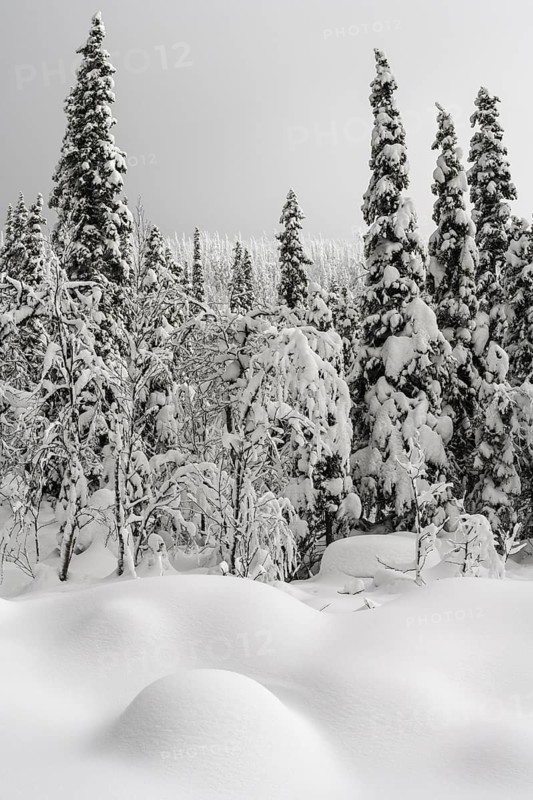 Deep snow-covered forest, Gällivare, Norrbotten, Lapland, Sweden, January 2021