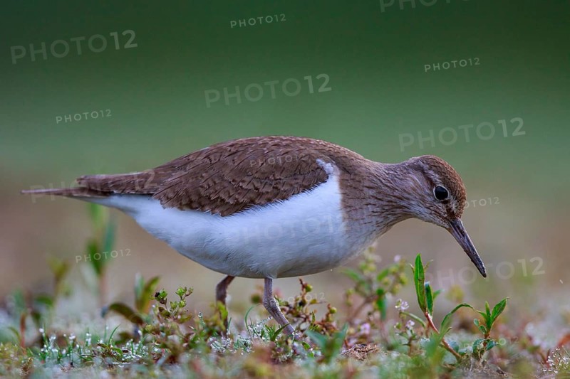 Common Sandpiper (Actitis hypoleucos) foraging, North Rhine-Westphalia, Germany