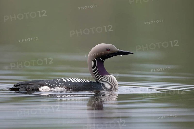 Black-throated Loon (Gavia arctica), Dalarna, Sweden