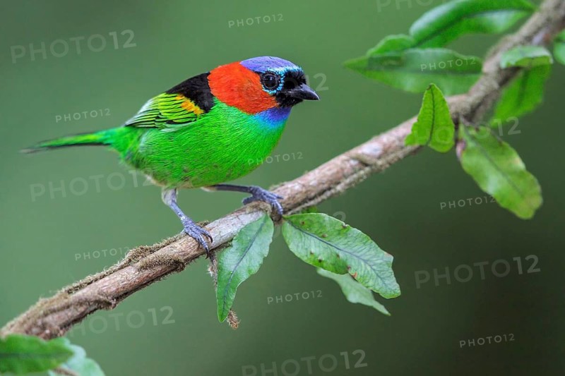 Red-necked Tanager (Tangara cyanocephala) perched on a branch in the Atlantic rainforest of southeast Brazil