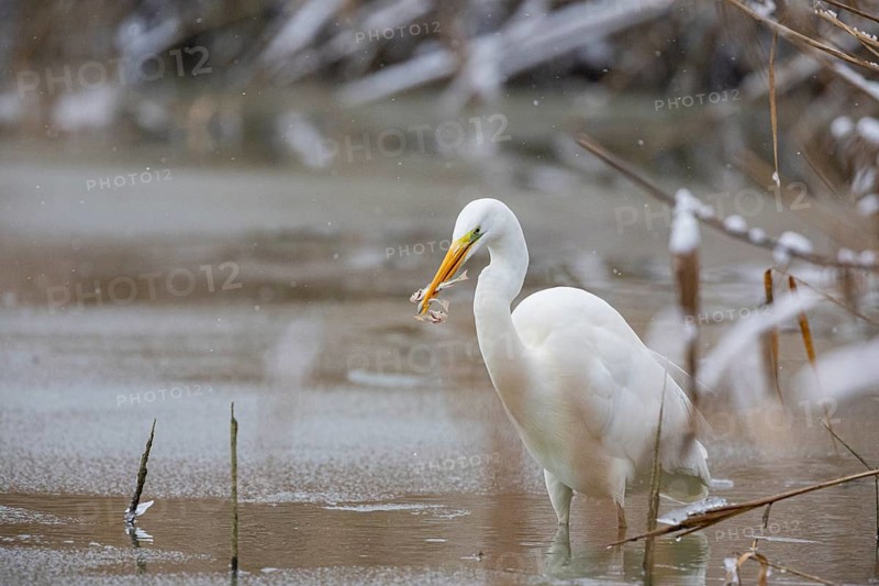 Great White Egret (Egretta alba) Germany
