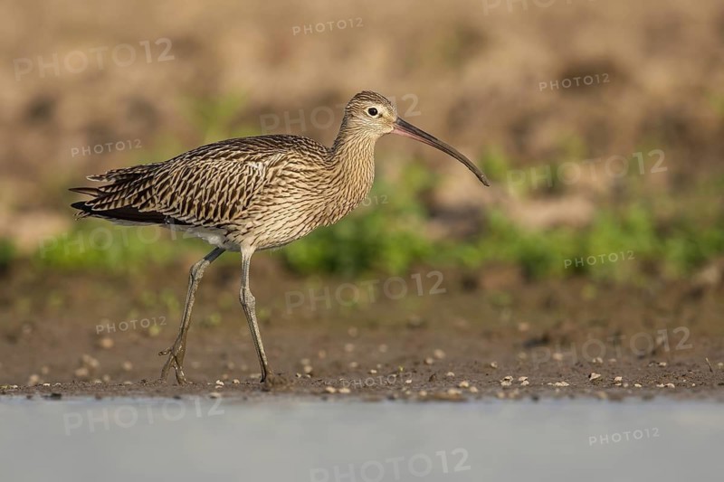 Eurasian Curlew (Numenius arquata) foraging, Poland