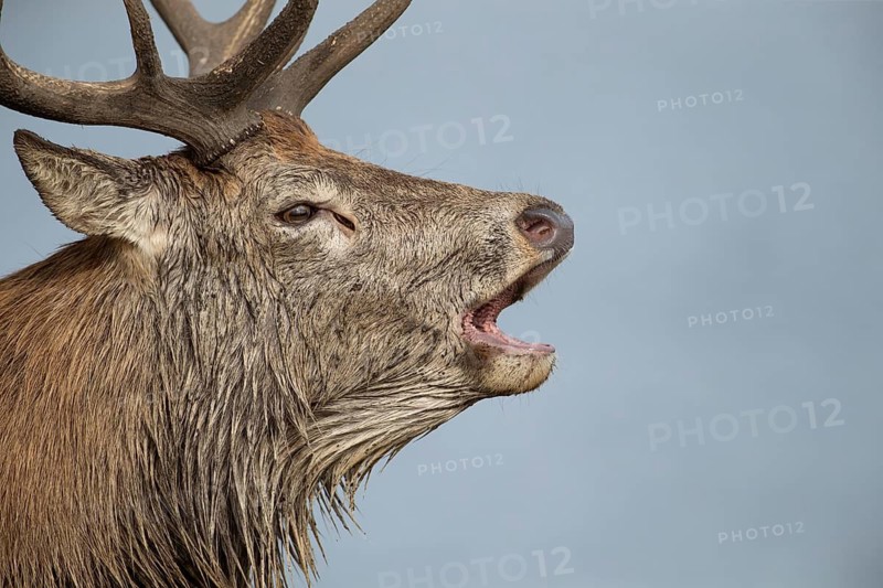 Red deer (Cervus elaphus) adult male stag animal roaring with its mouth open during the annual rut in autumn, England, United Kingdom