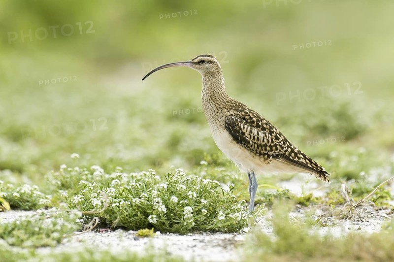 Bristle-thighed Curlew (Numenius tahitiensis), Hawaii, USA