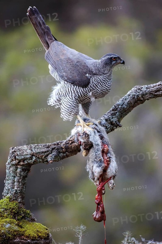 Northern Goshawk (Accipiter gentilis) female with prey, Madrid, Spain