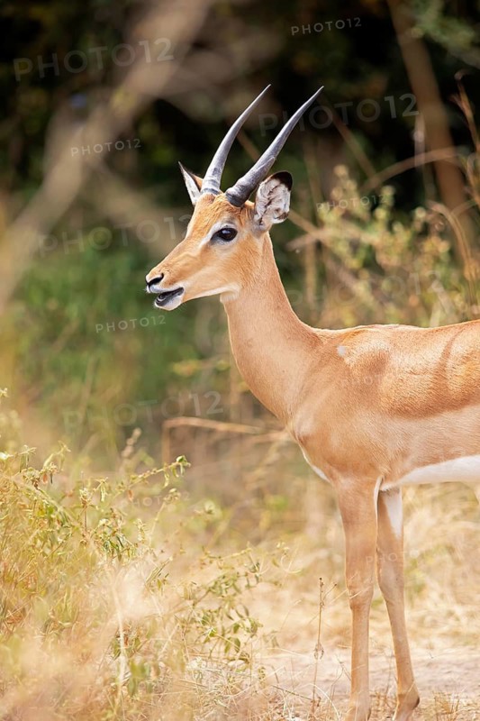 Impala (Aepyceros), Akagera National Park or Kagera National Park, Eastern Province, Rwanda