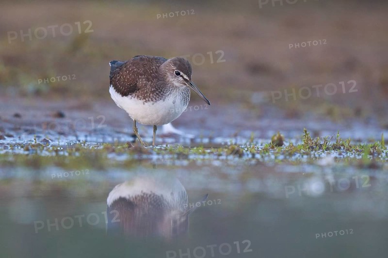 Green Sandpiper (Tringa ochropus) foraging, North Rhine-Westphalia, Germany