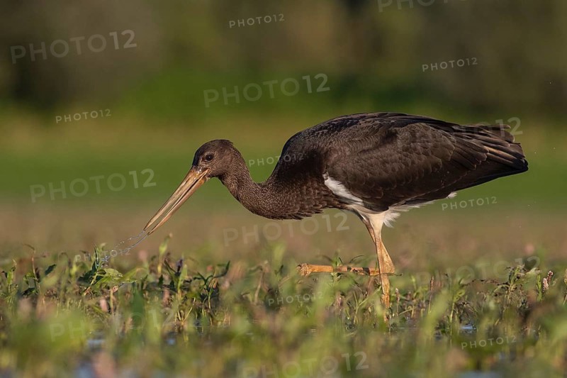 Black Stork (Ciconia nigra) juvenile foraging, Tiszaalpár, Hungary