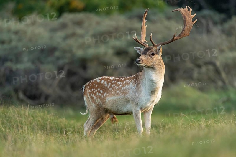 Fallow deer (dama dama), male, deer, Zandvoort, North Holland, Netherlands