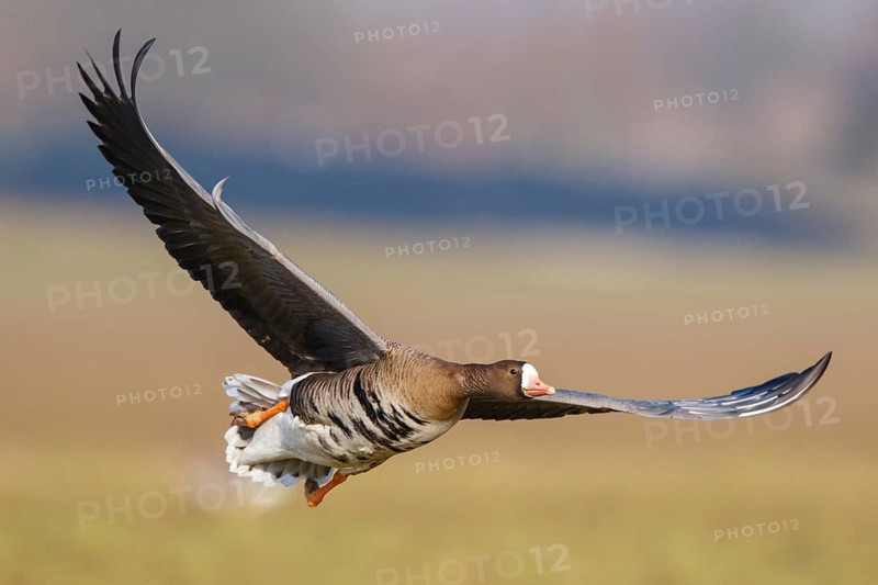 Greater White-fronted Goose (Anser albifrons) flying, North Rhine-Westphalia, Germany