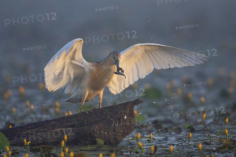 Squacco Heron (Ardeola ralloides) in the fog Hungary