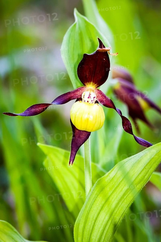 Orchids, Lady's slipper, (Cypripedium calceolus), Lower Saxony, Federal Republic of Germany