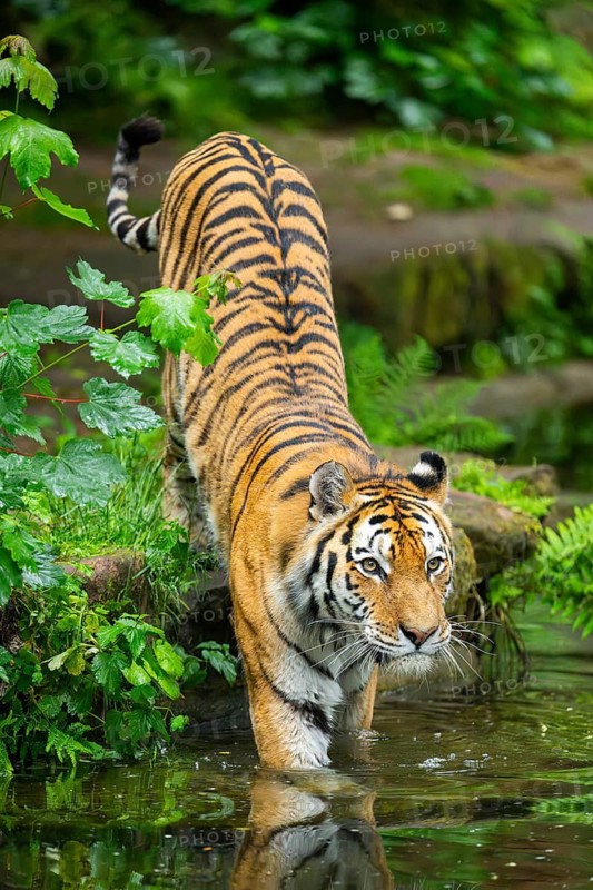 Siberian tiger (Panthera tigris tigris) walking in a lake, captive, Germany