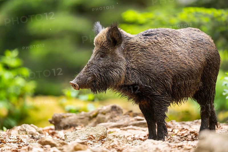 Wild boar (Sus scrofa) standing in a forest, Bavaria, Germany