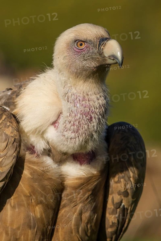 Griffon Vulture (Gyps fulvus), portrait, Castilla Leon, Spain