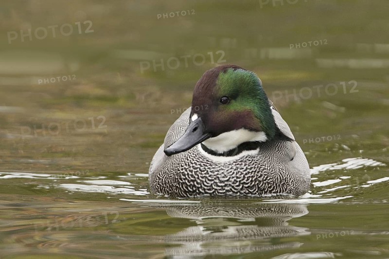 Falcated Duck (Mareca falcata) male, California, USA