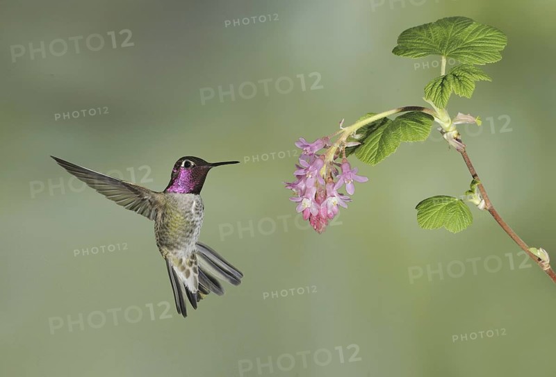 Anna's Hummingbird (Calypte anna), British Columbia, Canada