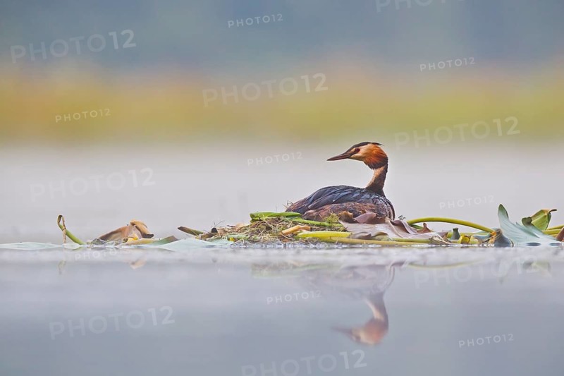 Great Crested Grebe (Podiceps cristatus) on nest, Bavaria, Germany
