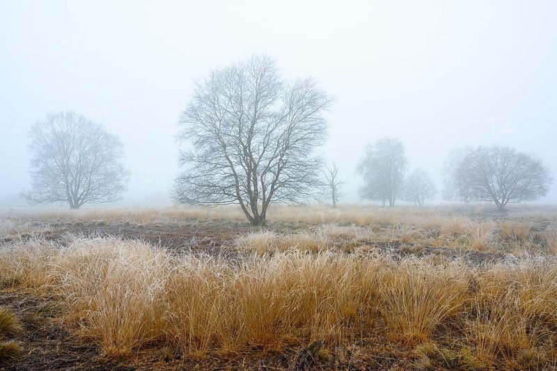 Birches in winter Rehdener Geestmoor in fog, Diepholzer Moorniederung, Rehden, Lower Saxony, Germany