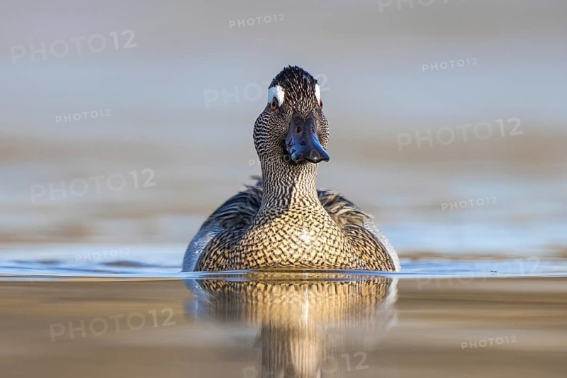 Garganey (Spatula querquedula) male, North Rhine-Westphalia, Germany