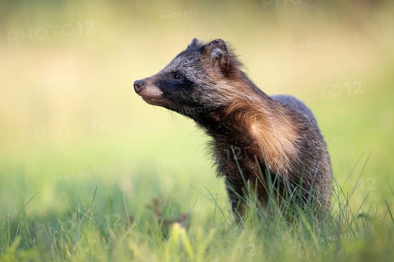 Raccoon dog (Nyctereutes procyonoides) looking curiously at a forest clearing, portrait, Podlaskie Voivodeship, Poland