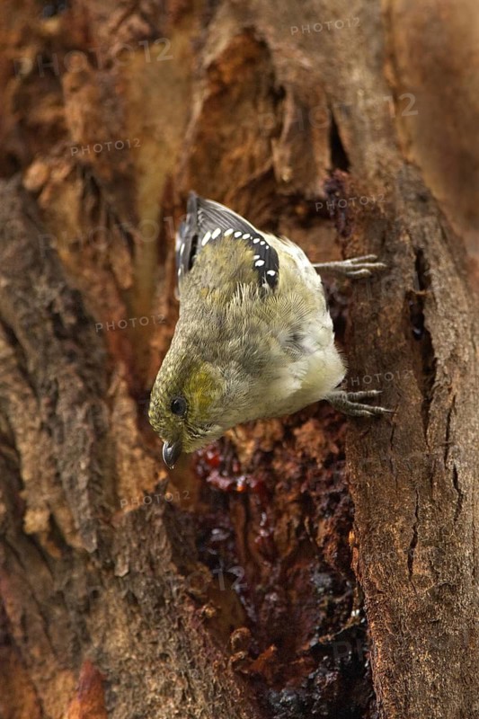 Forty-spotted Pardalote (Pardalotus quadragintus), Tasmania, Australia