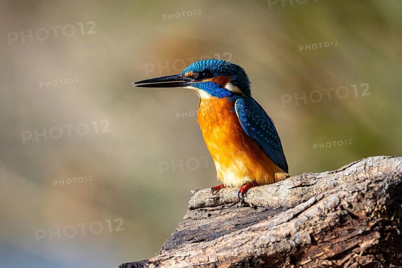 Kingfisher (Alcedo atthis) ml Germany