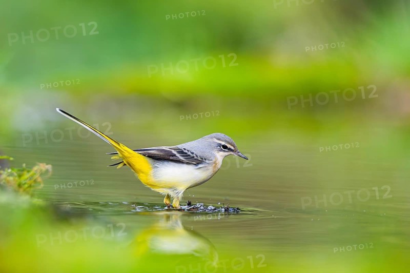 Grey Wagtail (Motacilla cinerea) hunting at a little lake in a swamp, wildlife, Germany