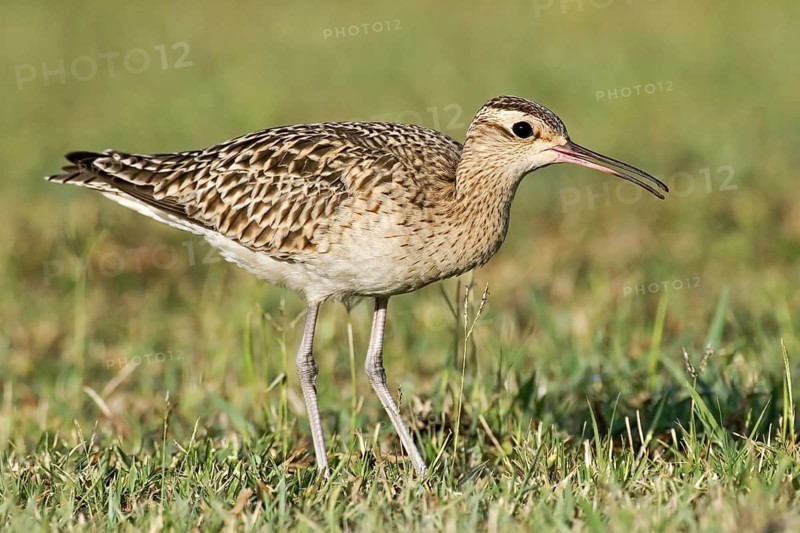 Little Curlew (Numenius minutus), Western Australia, Australia