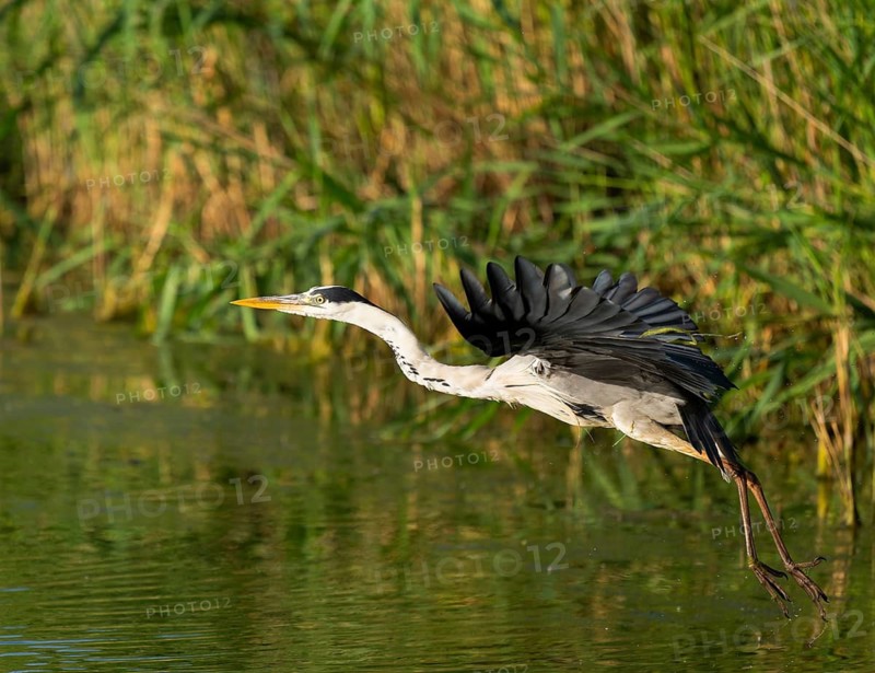 Grey heron (Ardea cinerea) flying over a lake, Lower Saxony, Germany