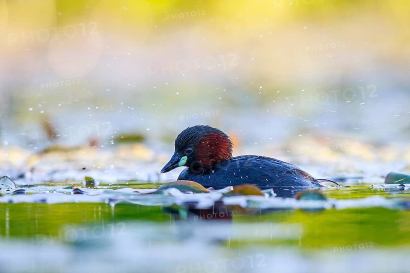 Little Grebe (Tachybaptus ruficollis), North Rhine-Westphalia, Germany