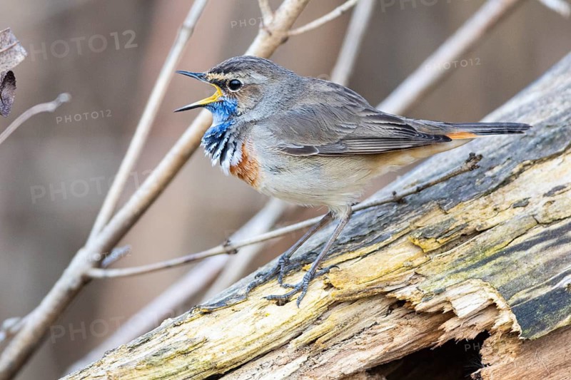 Bluethroat (Luscinia svecica cyanecula) ml Germany