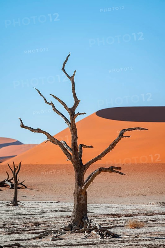 Dead camel thorn trees (Vachellia erioloba), red sand dunes, white salt pan, Dead Vlei, Sossusvlei, Namib Desert, Namib-Naukluft Park, Namibia