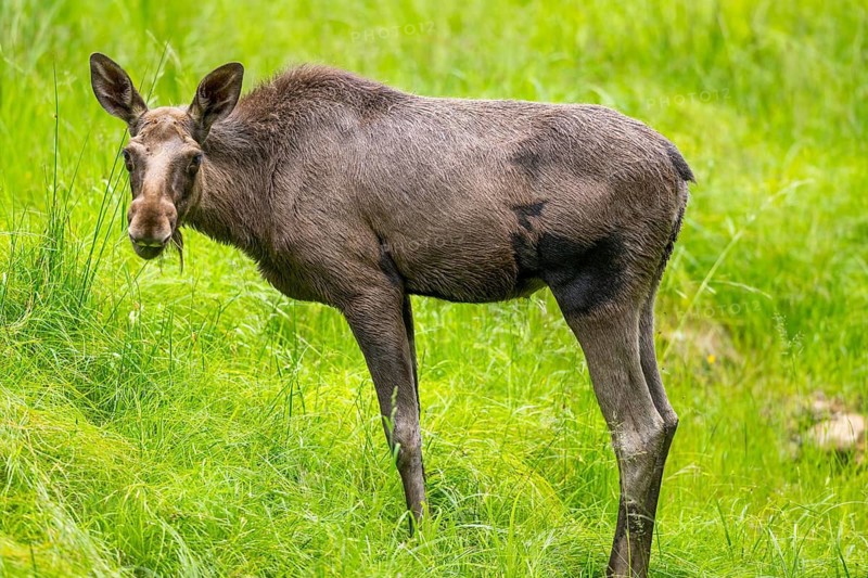 Eurasian elk (Alces alces) standing on a meadow in early summer, Bavarian Forest, Bavaria, Germany