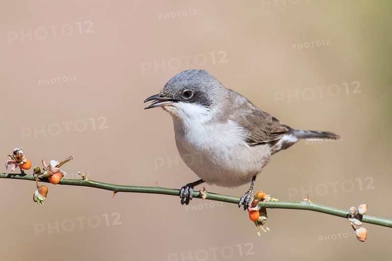 Lesser Whitethroat (Sylvia curruca) perched on a twig, Eilat, Israel