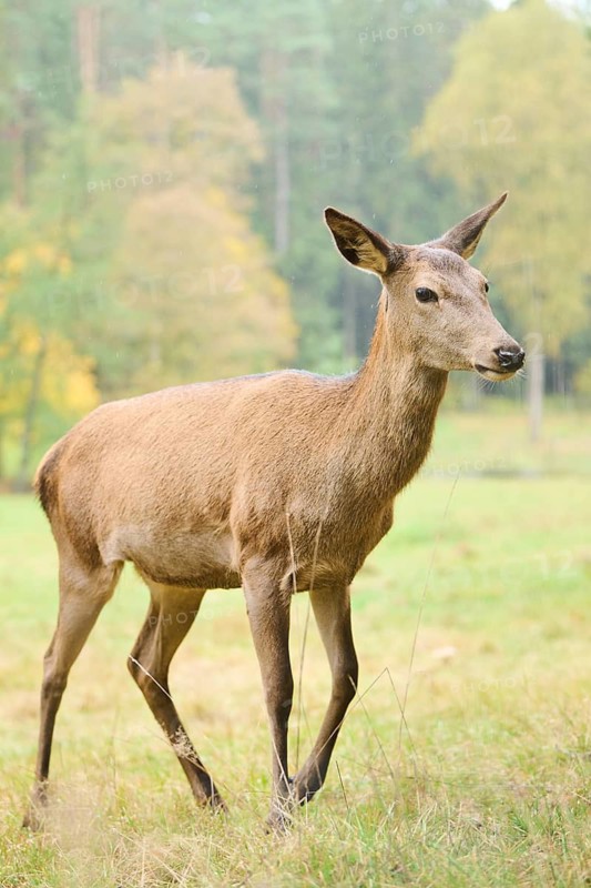 Red deer (Cervus elaphus) hind walking on a meadow, Bavaria, Germany