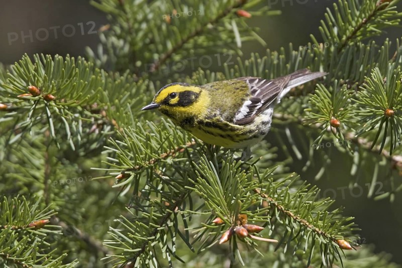 Townsend's Warbler (Setophaga townsendi), British Columbia, Canada