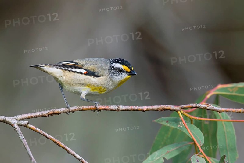 Striated Pardalote (Pardalotus striatus substriatus), Victoria, Australia