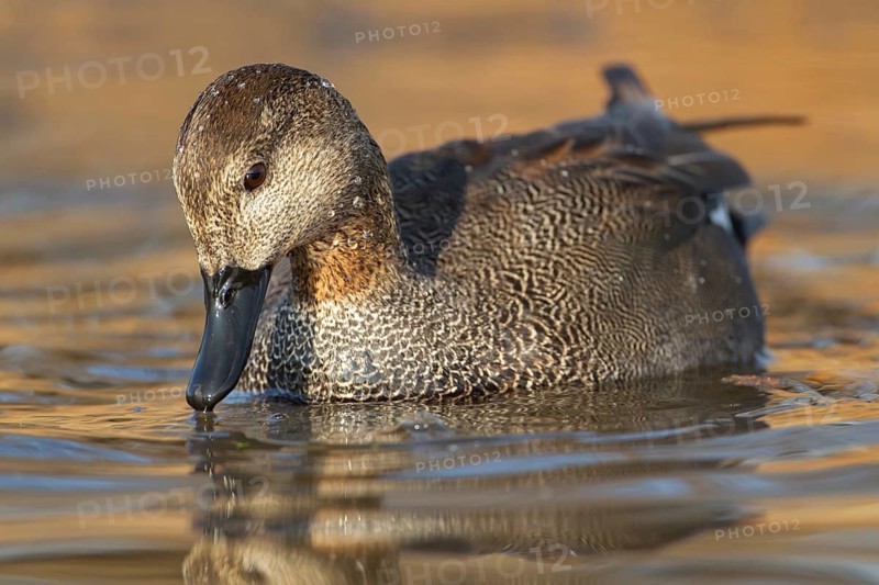 Gadwall duck (Anas strepera) adult male duck on a lake, England, United Kingdom