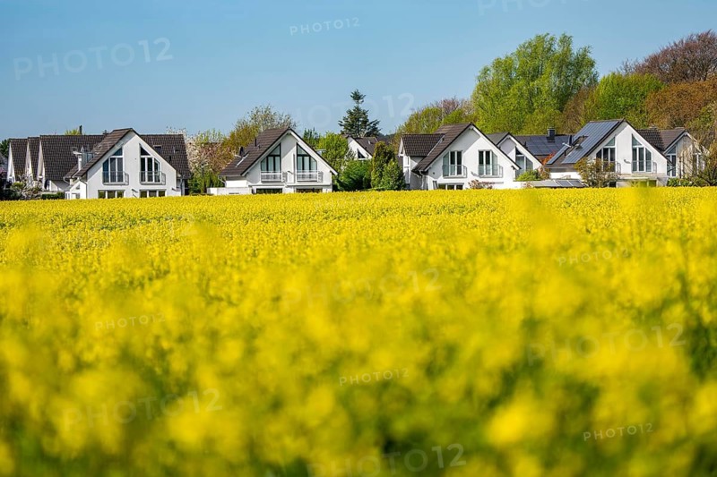 Residential development, residential area, single-family houses, in the south of Essen, living in the countryside, yellow rapeseed field, North Rhine-Westphalia, Germany
