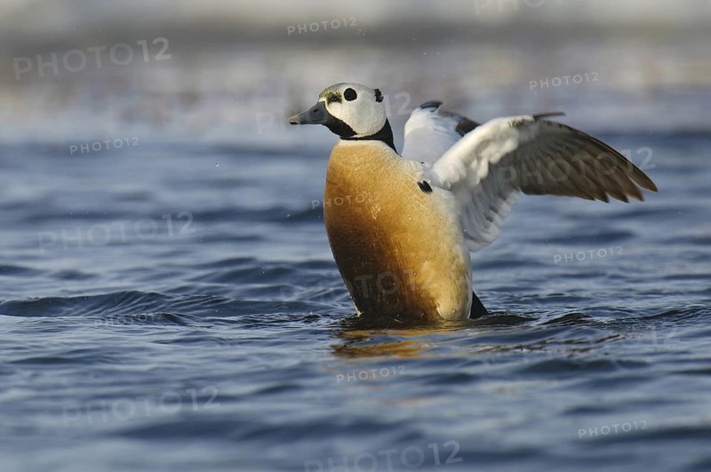 Steller's Eider (Polysticta stelleri) male, Alaska, USA