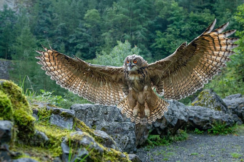 Eurasian Eagle-owl (bubo bubo) flying, Gerolstein, Rhineland-Palatinate, Germany