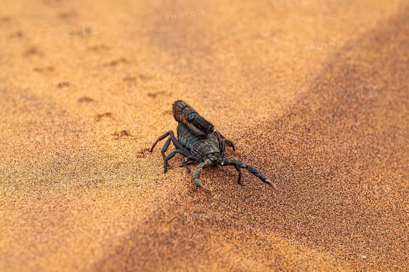 Black scorpion (Parabuthus villosus) running across sand, Namib Desert near Swakopmund, Namibia