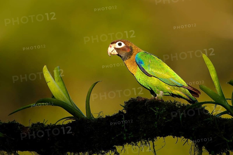 Brown-hooded Parrot (Pyrilia haematotis), Costa Rica