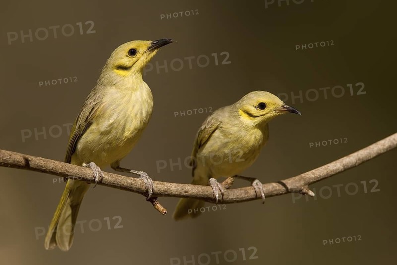 Yellow-tinted Honeyeater (Ptilotula flavescens), Western Australia, Australia