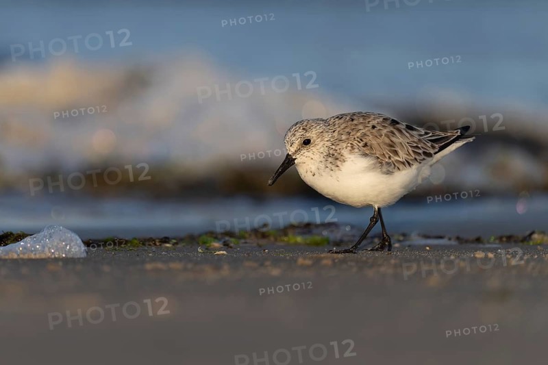 Avocet (Recurvirostra avosetta), Texel, Netherlands